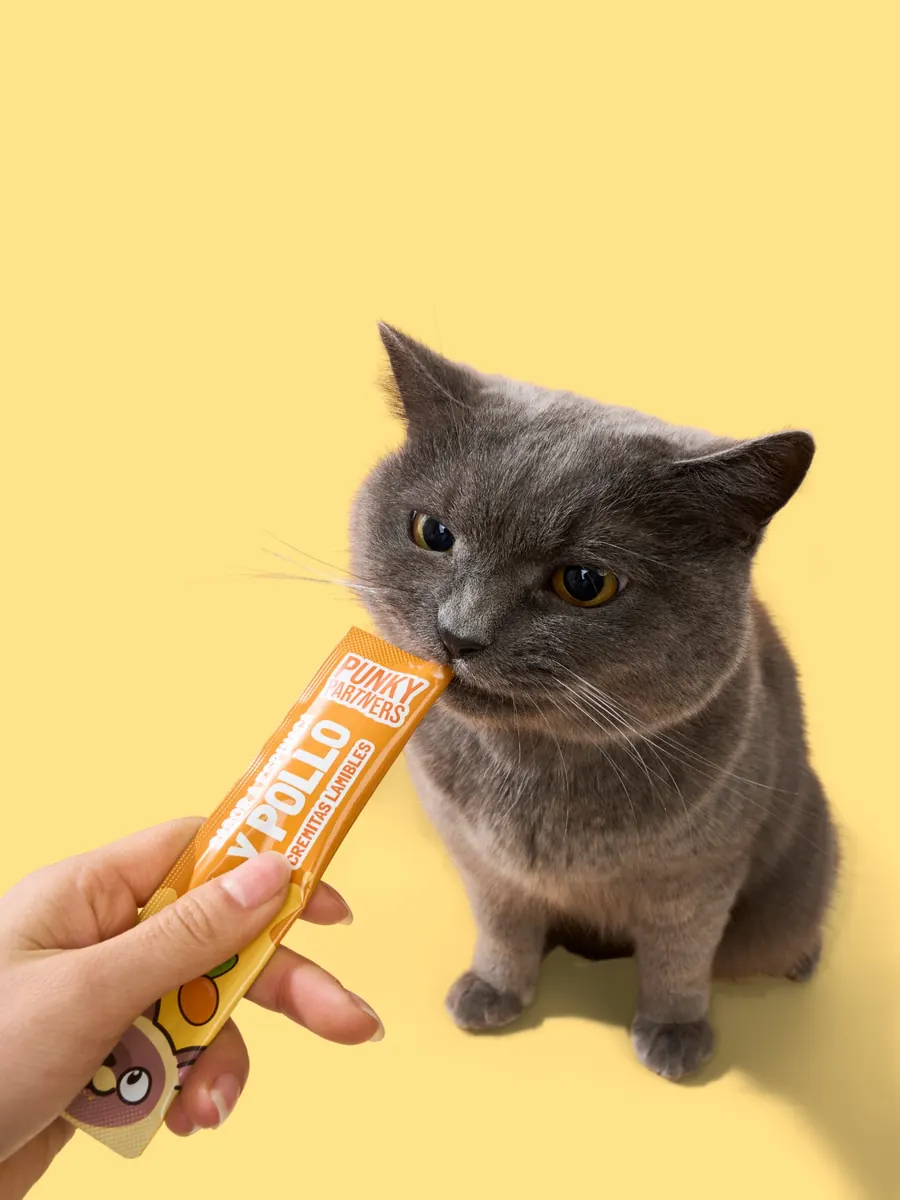 Un gato gris lame una Lamichi de pollo directo del sobre